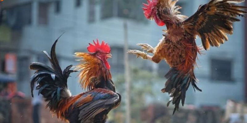 Đá gà trực tiếp hấp dẫn mỗi ngày